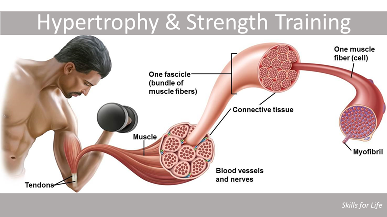 KeNako Academy, Strength Training and the Science Behind it, article.